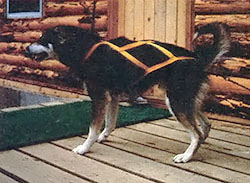 
The fishback sled harness is the best all-around dog "strapper" for both freighting and distance running.
